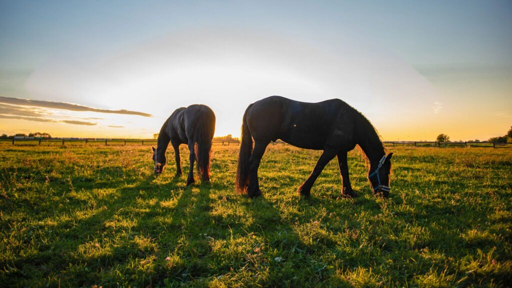 horses grazing pasture equestrian