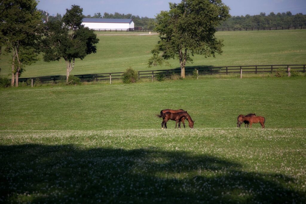 horses grazing pasture equestrian