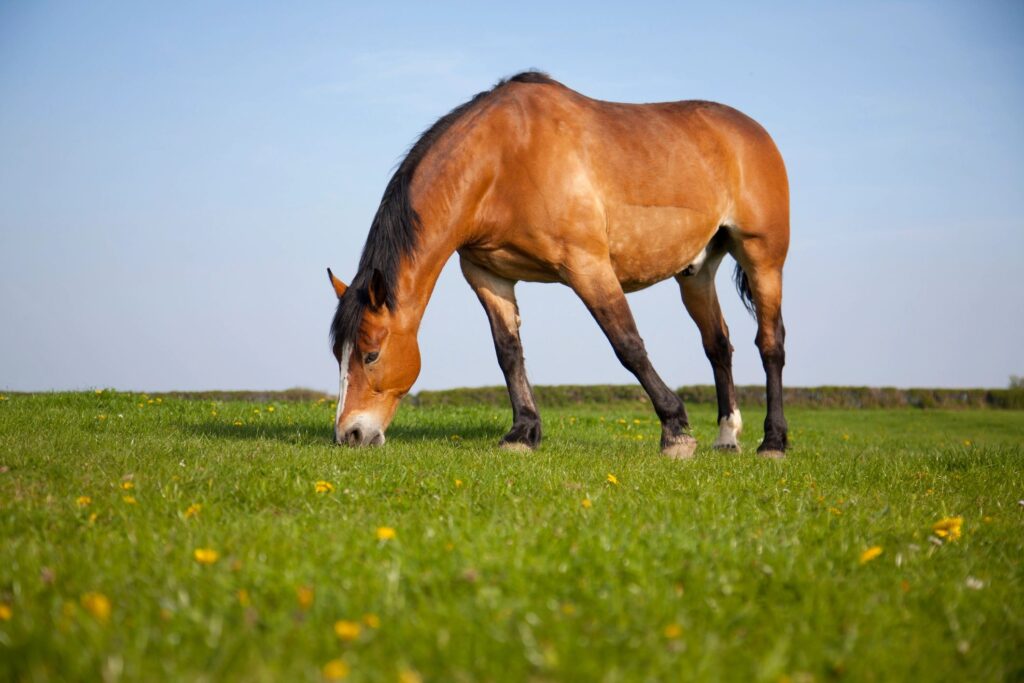 horses grazing pasture equestrian