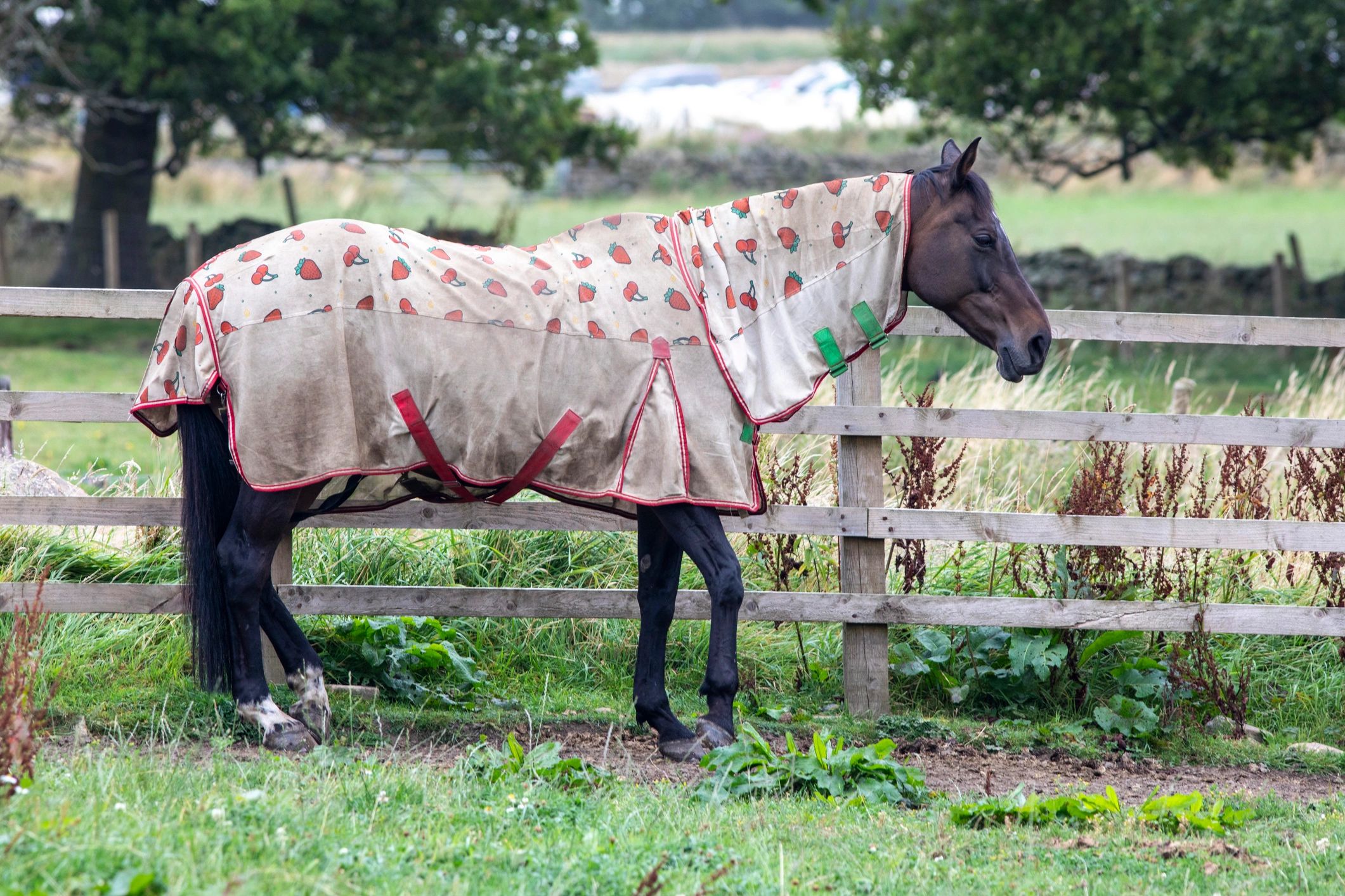 horse turnout pasture