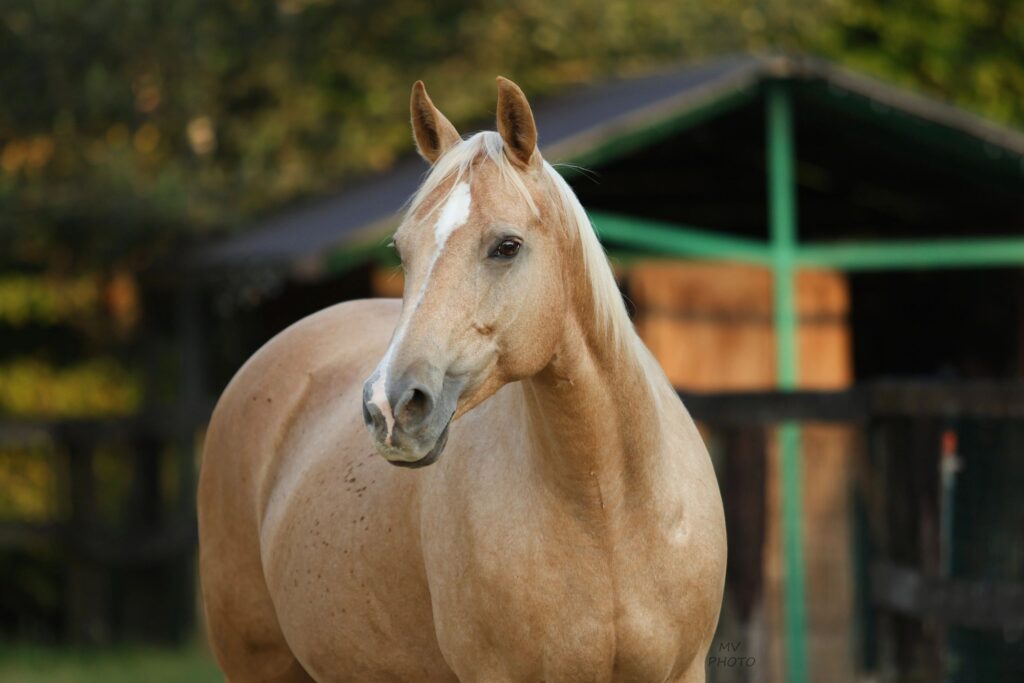 American Quarter Horse outdoors