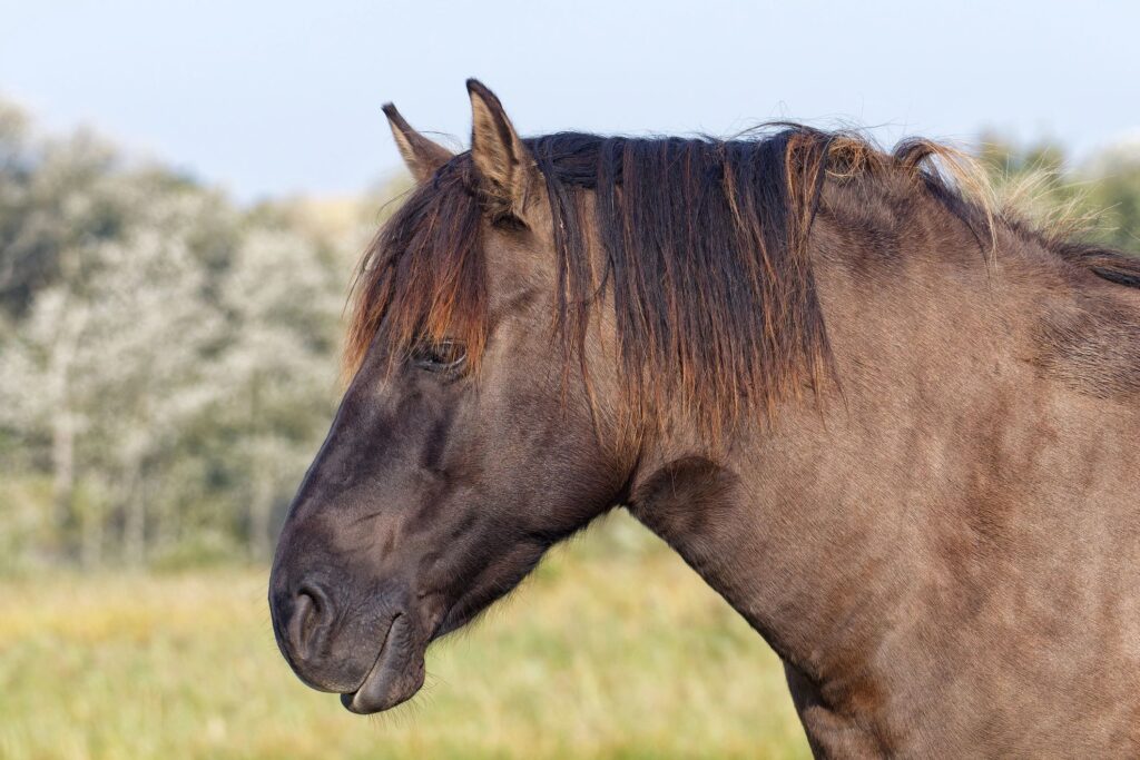 American Quarter Horse outdoors