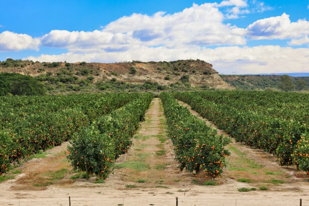 fresh citrus fruit orchard