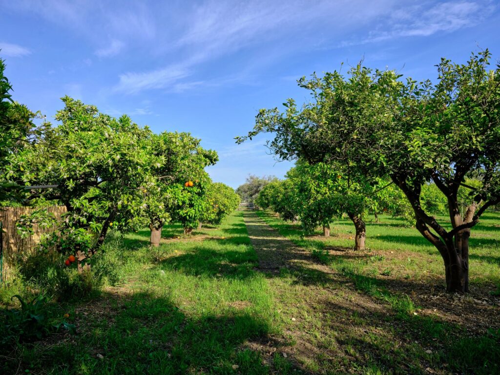 fresh citrus fruit orchard