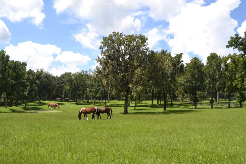 equestrian farm horses pasture